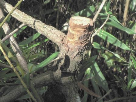 カミキリムシの幼虫 テッポウムシ の駆除 写真で日記