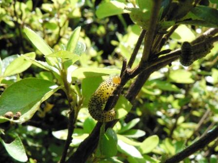 ルリチュウレンジハバチの幼虫 写真で日記